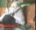 Abg smp jilbab